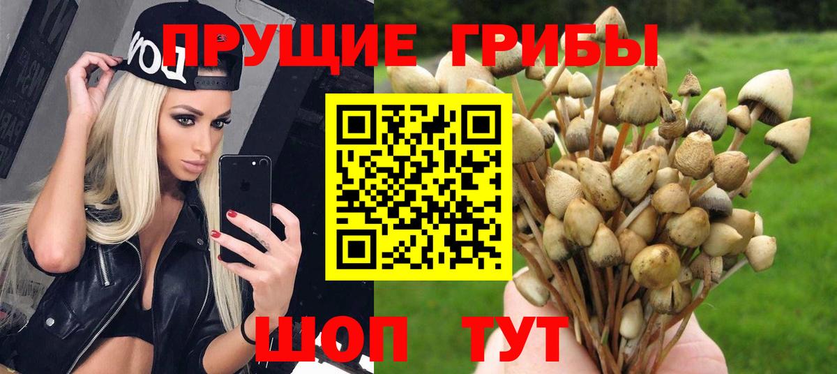 Зима  Псилоцибиновые грибы Psilocybe  Вход с VPN 